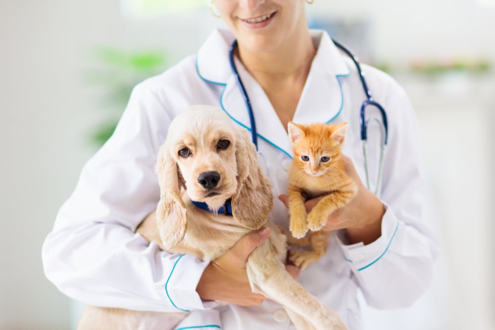 Top Pet Insurance Companies In The USA And Their Insurance Quotes Pet Insurance Companies In The USA